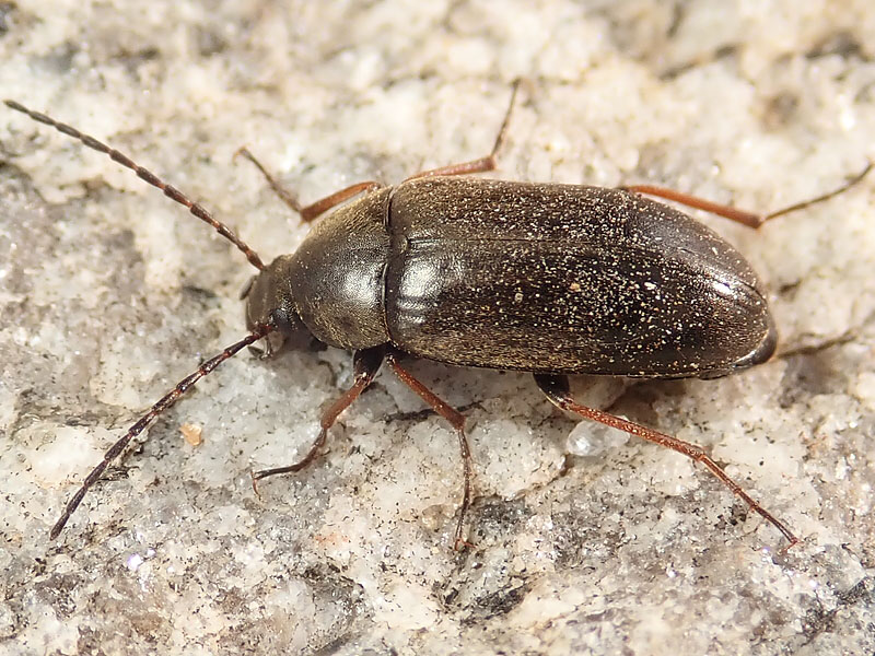 Tenebrionidae Alleculinae: Hymenalia rufipes